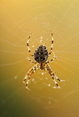 Spider's body