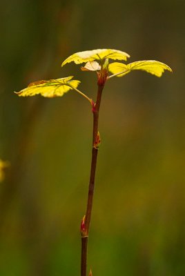 Plant...