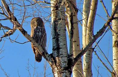 Great Gray Owl