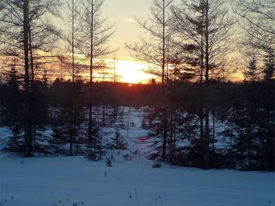 Sunset through the Tamaracs