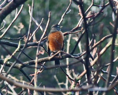 Robin