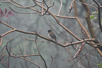  Raindrops and Junco