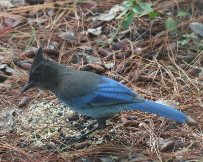 Steller's Jay 2