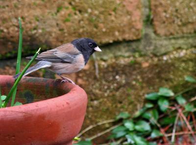Junco