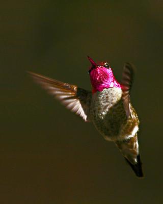 Hummingbirds