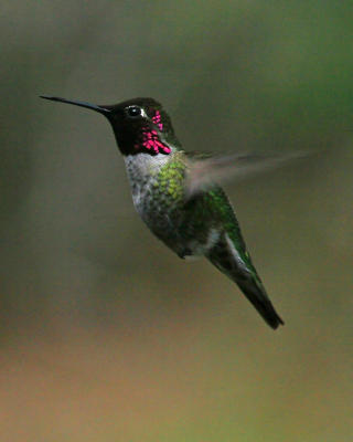 g3/57/609257/3/55785431.70300hummingbird5.jpg