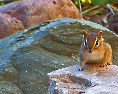 Chipmunk