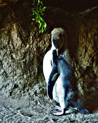 Yellow Eyed Penguin