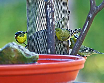 Goldfinch2