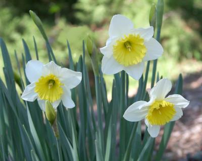 Daffodil3