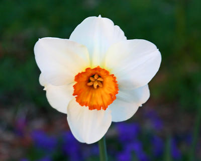 Daffodil4