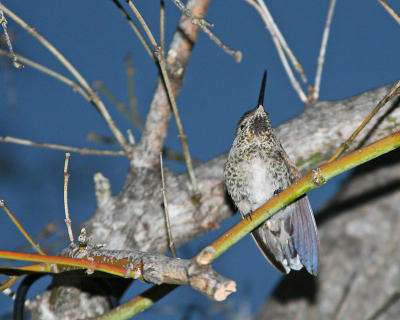 Hummingbird 20