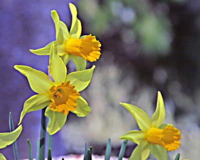 Daffodil5