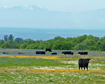 Cows enjoying spring on Table Mountain, Oroville