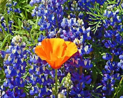 Blue Lupin and Poppy