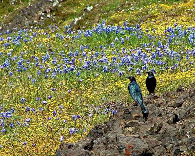 Table Mountain Blackbirds