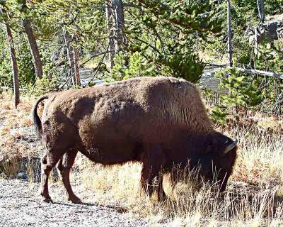 Yellowstone Bison