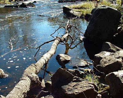 Prairie River Fallen Tree