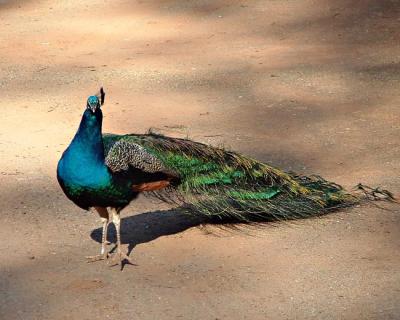 Peacock