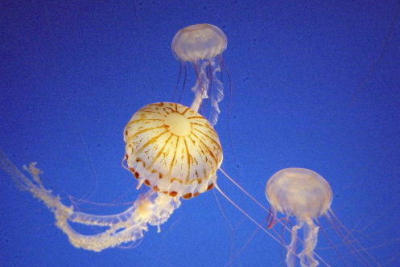 Jellies