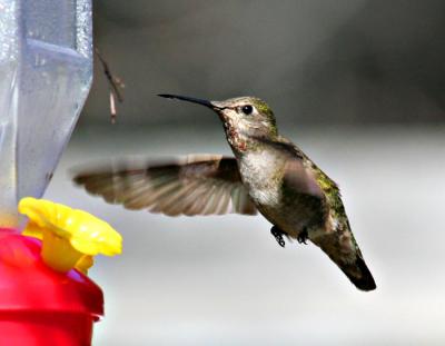Hummingbird 21