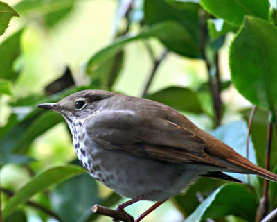g3/57/609257/3/56428941.Wren.jpg