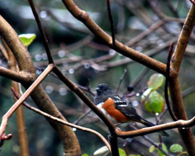 Towhee