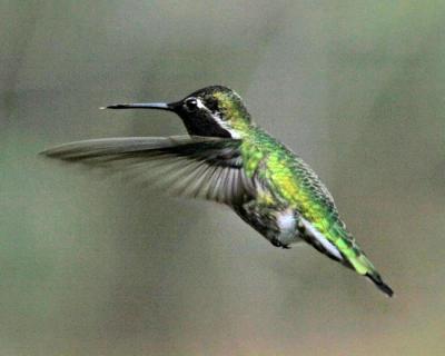 Hummingbird 22