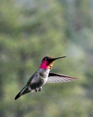 Hummingbird 23