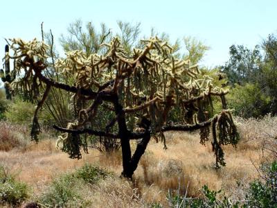 g3/57/609257/3/57637963.ArizonaCactus3.jpg
