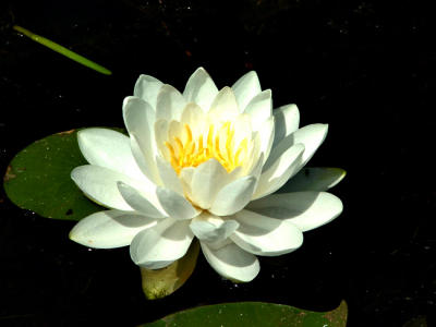 Water Lily2