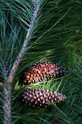 g3/57/609257/3/58899275.Pinecones.jpg