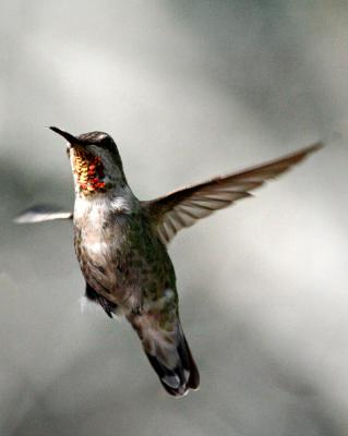Hummingbird 25