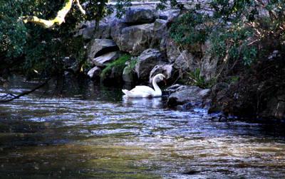 Swan on the Suir River