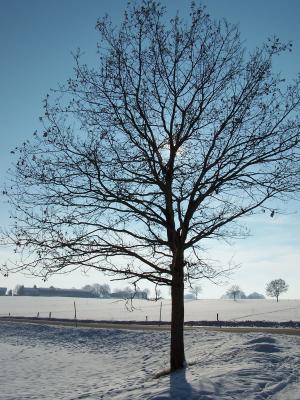 winter impression