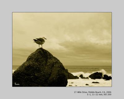 17-mile Drive, Pebble Beach, CA