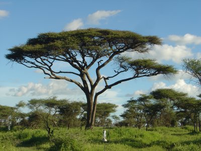 Serengeti