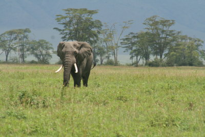 Ngorongoro Crater