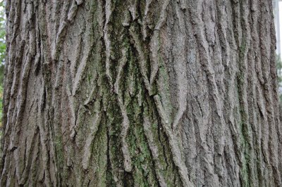 Shumard oak (St. Louis MO USA)