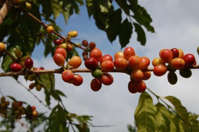 Branch of coffee tree