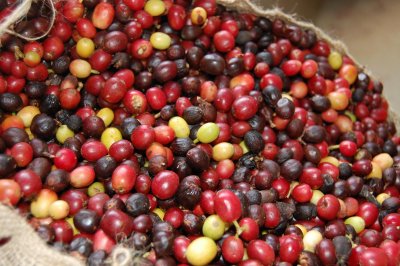 Coffee Beans (Coffee Plantation tour)
