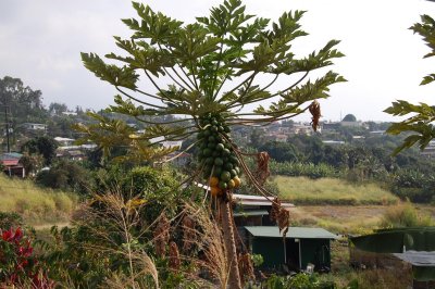 Papaya Tree