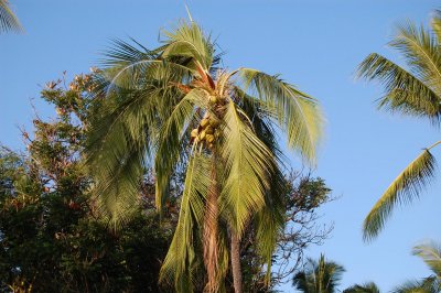 Coconats