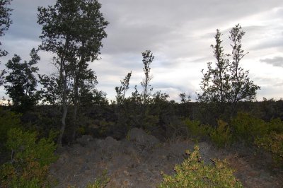 New forest on volcanic soil