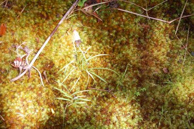 Forest Floor