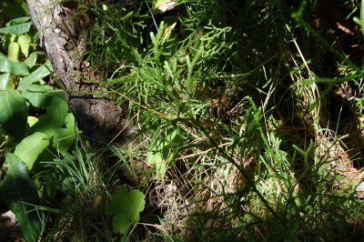 Forest Floor