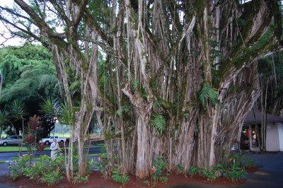 Banyan Tree (Park in Hilo)