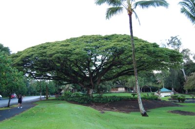 Wide Tree (Park in Hilo)