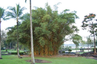 Bamboo (Park in Hilo)