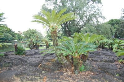  Park in Hilo